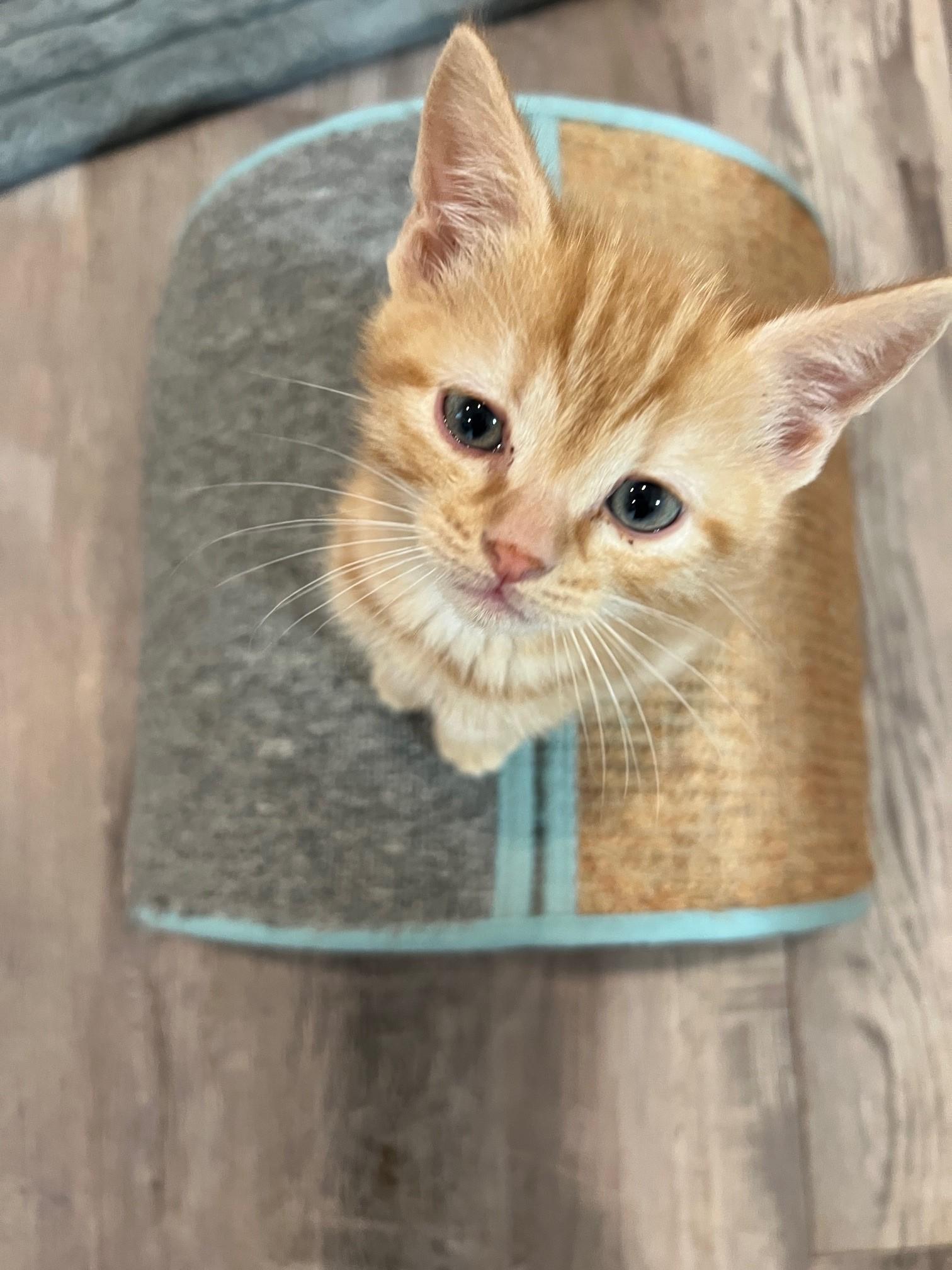 Gilmore Girl Kitten Litter, an adopted Domestic Short Hair in Nashville, TN image 6/6