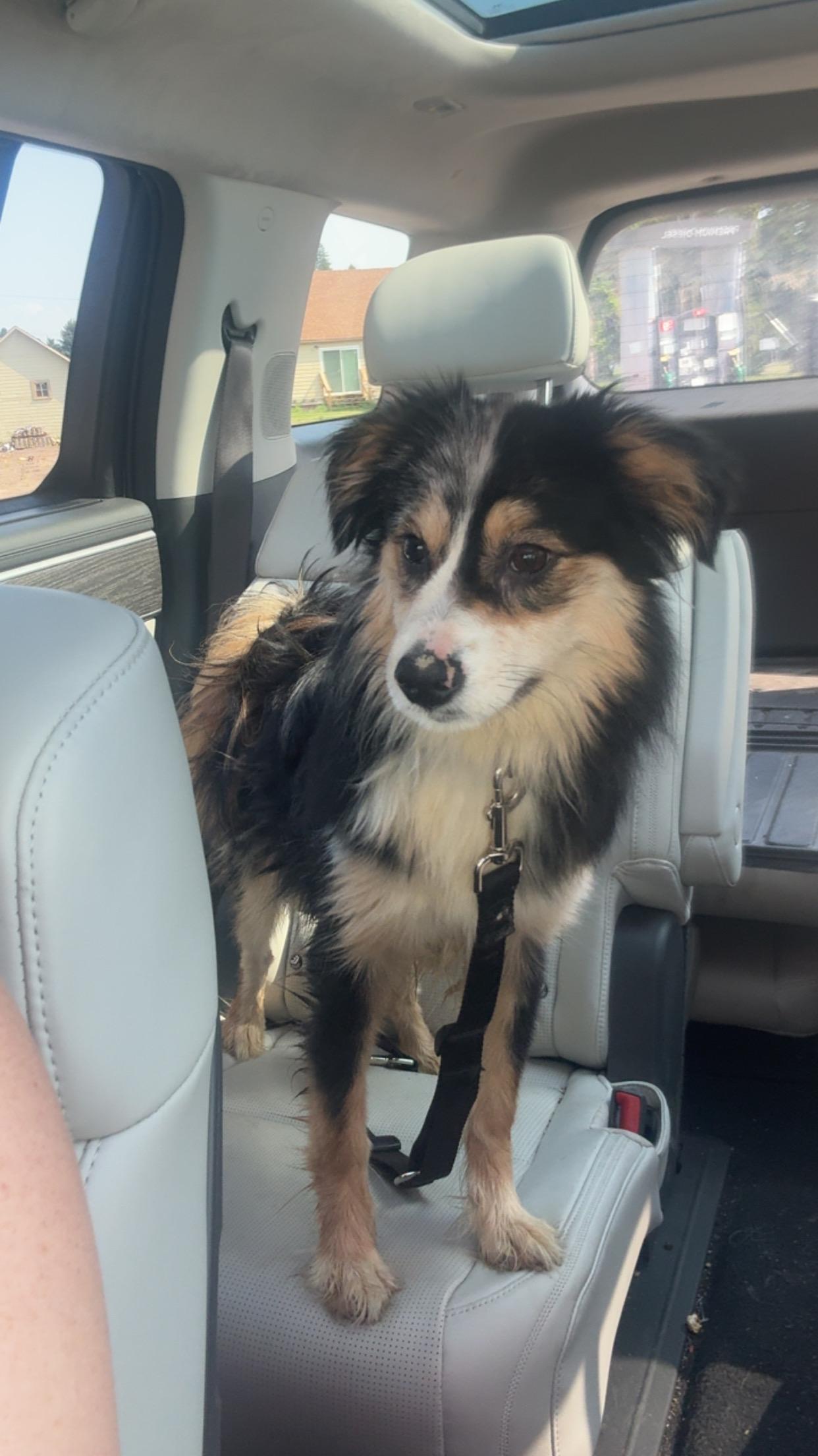 Enlarge Lily, a ADOPTABLE Australian Shepherd in Cando, ND image 1/1