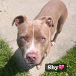 Enlarge Shy, a Adoptable mixed breed in Moline, IL image 1/1