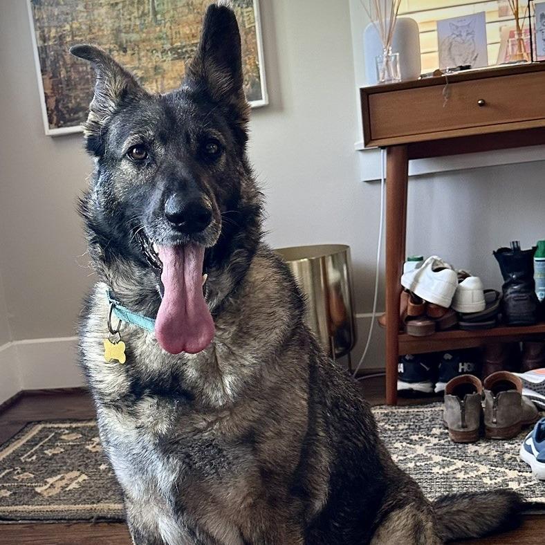 Julie, Adoptable, Adult Female German Shepherd Dog & Mixed Breed.