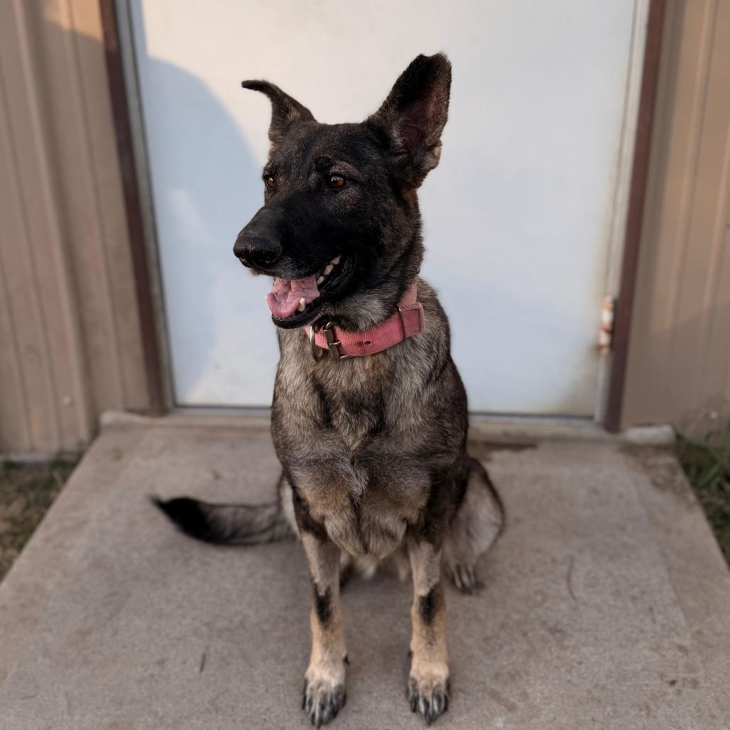 Enlarge Julie, a Adoptable mixed breed in Houston, TX image 2/6