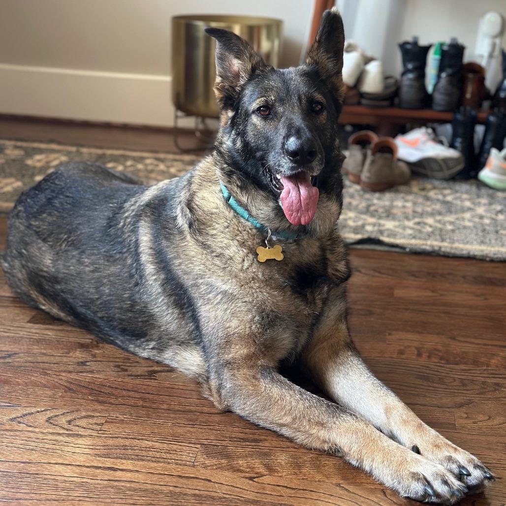 Enlarge Julie, a Adoptable mixed breed in Houston, TX image 3/6