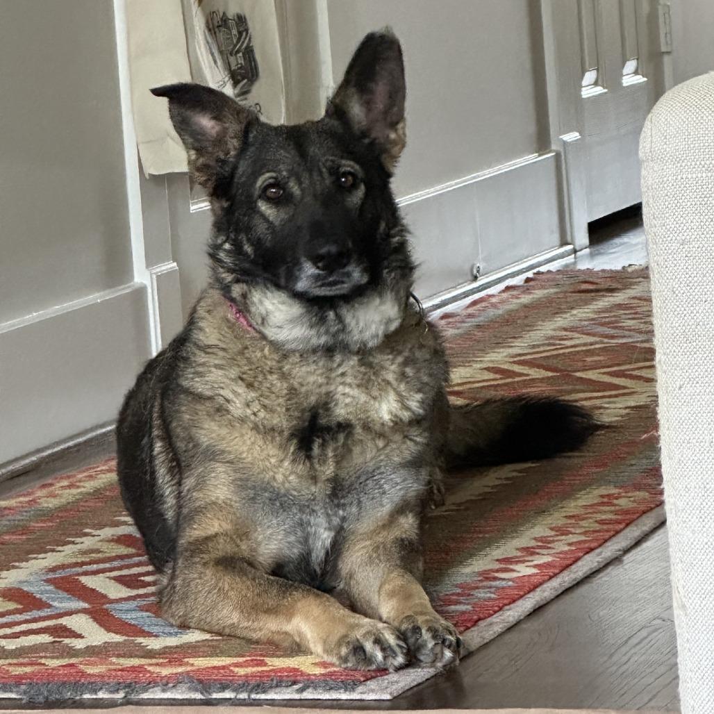 Enlarge Julie, a Adoptable mixed breed in Houston, TX image 4/6
