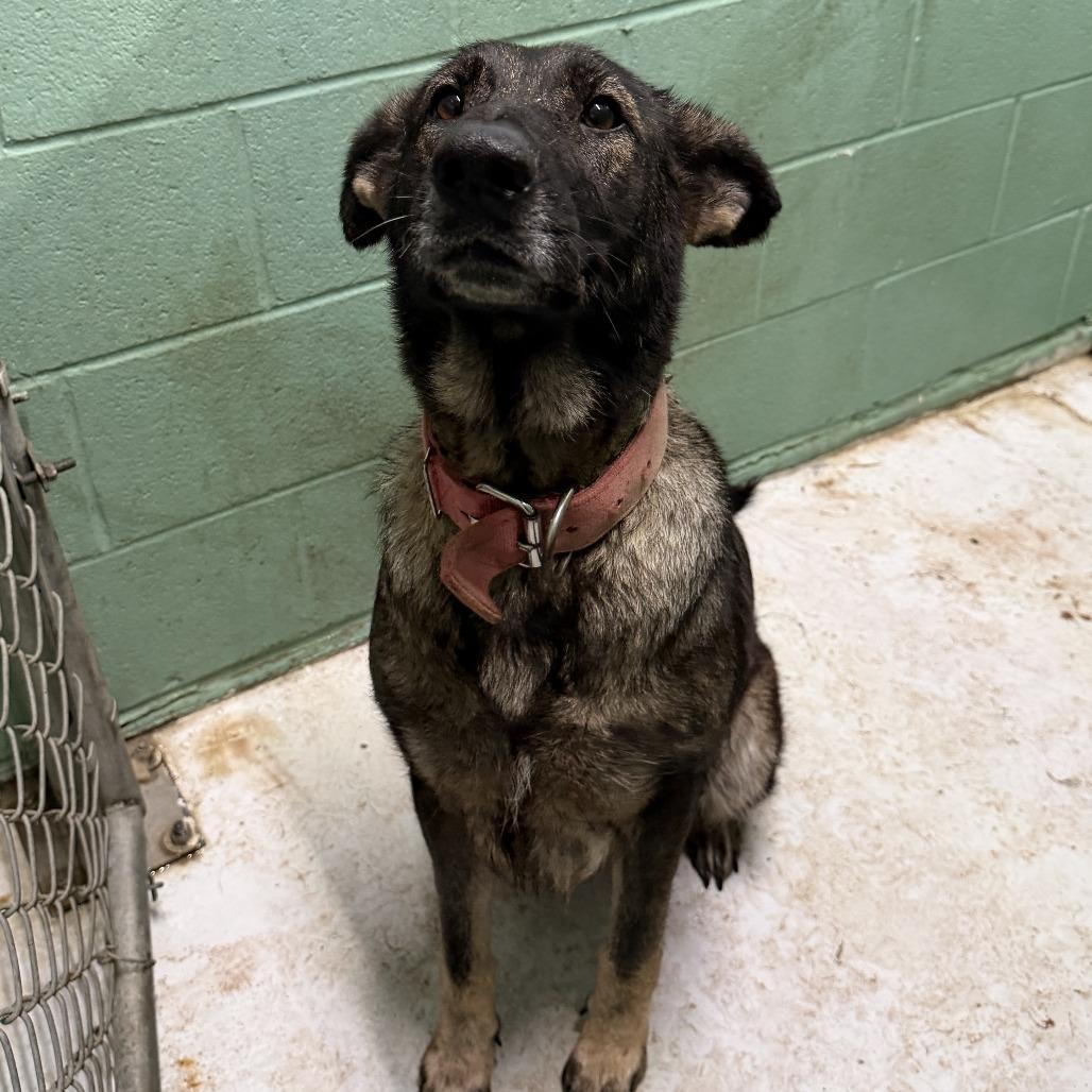 Enlarge Julie, a Adoptable mixed breed in Houston, TX image 5/6