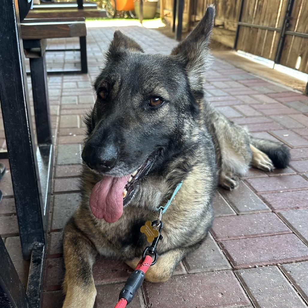 Enlarge Julie, a Adoptable mixed breed in Houston, TX image 6/6