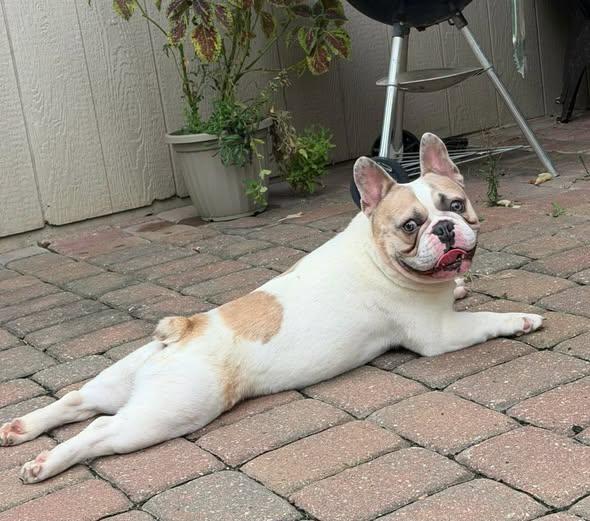 Enlarge winston, a Adoptable French Bulldog in Smithville, MO image 1/1