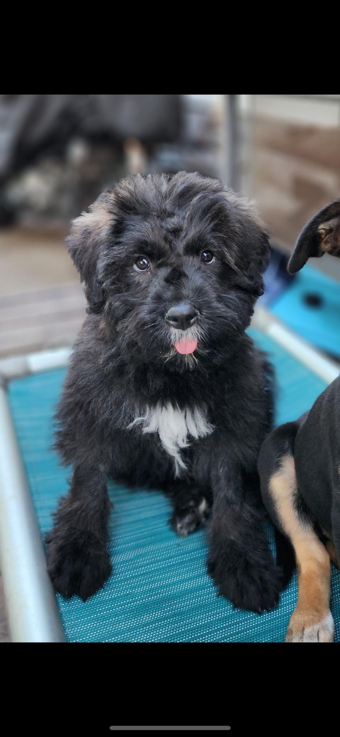 Adopt DJ