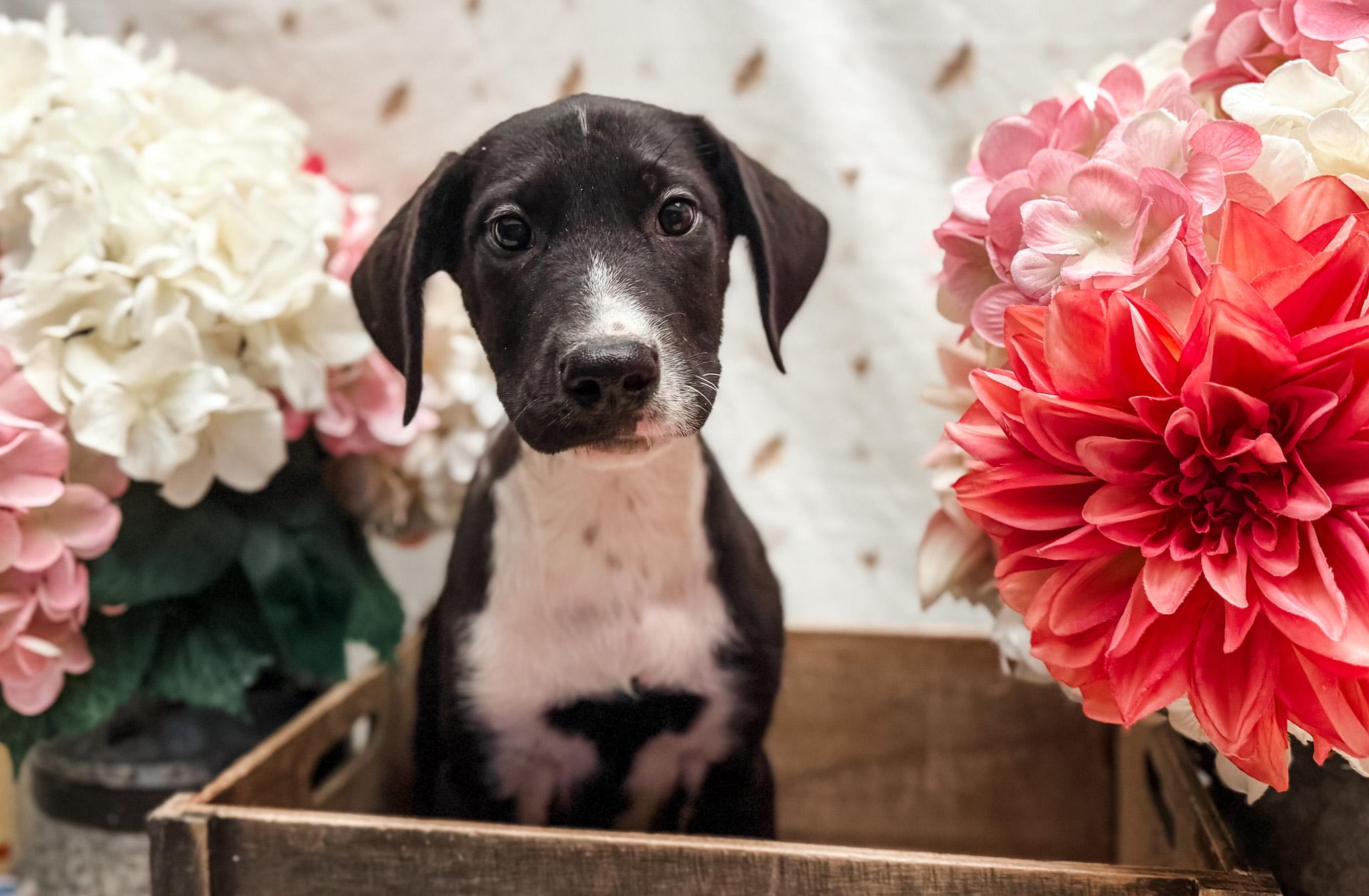 Enlarge Miss Spot, a Adoptable mixed breed in Newberg, OR image 3/5