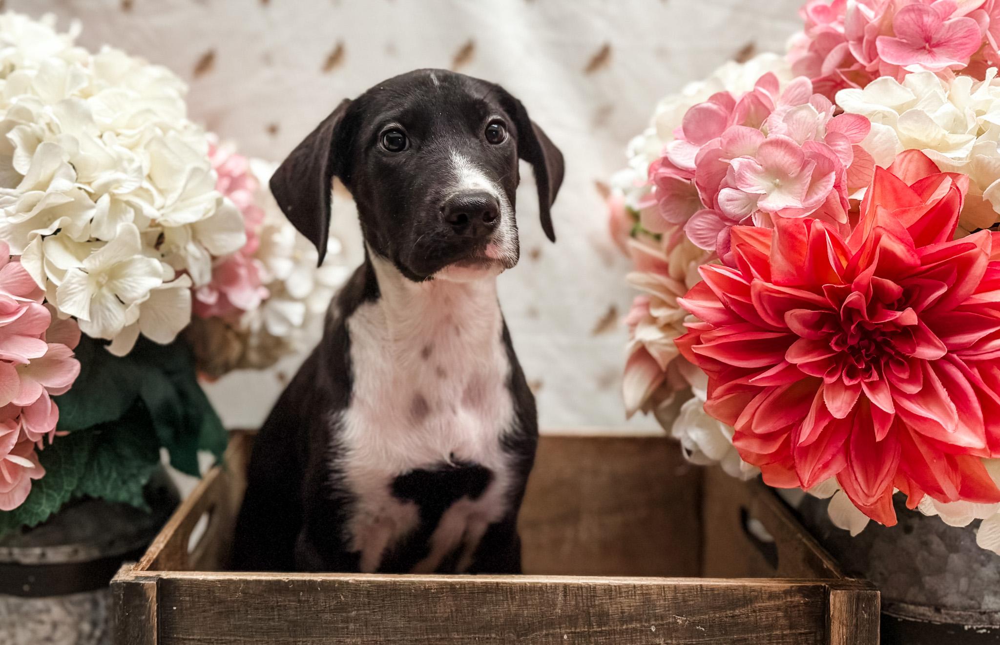 Enlarge Miss Spot, a Adoptable mixed breed in Newberg, OR image 4/5