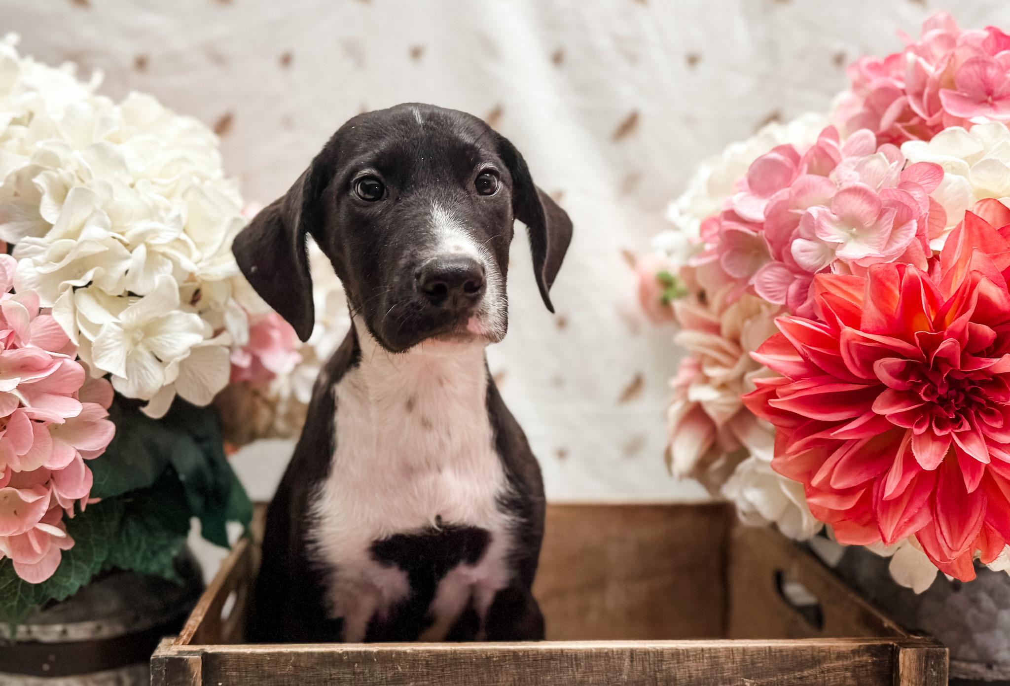 Enlarge Miss Spot, a Adoptable mixed breed in Newberg, OR image 2/5
