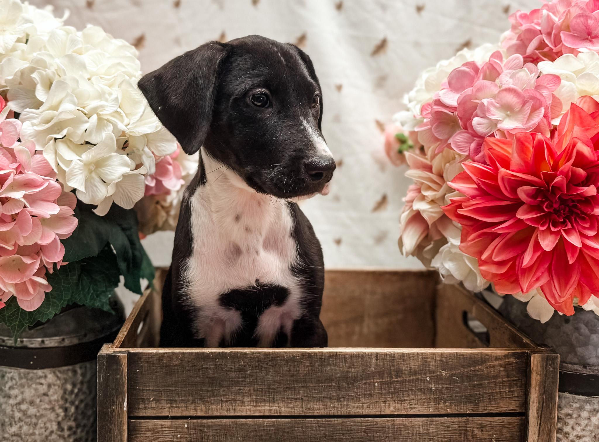 Miss Spot, Adoptable, Puppy Female English Pointer & Great Dane.