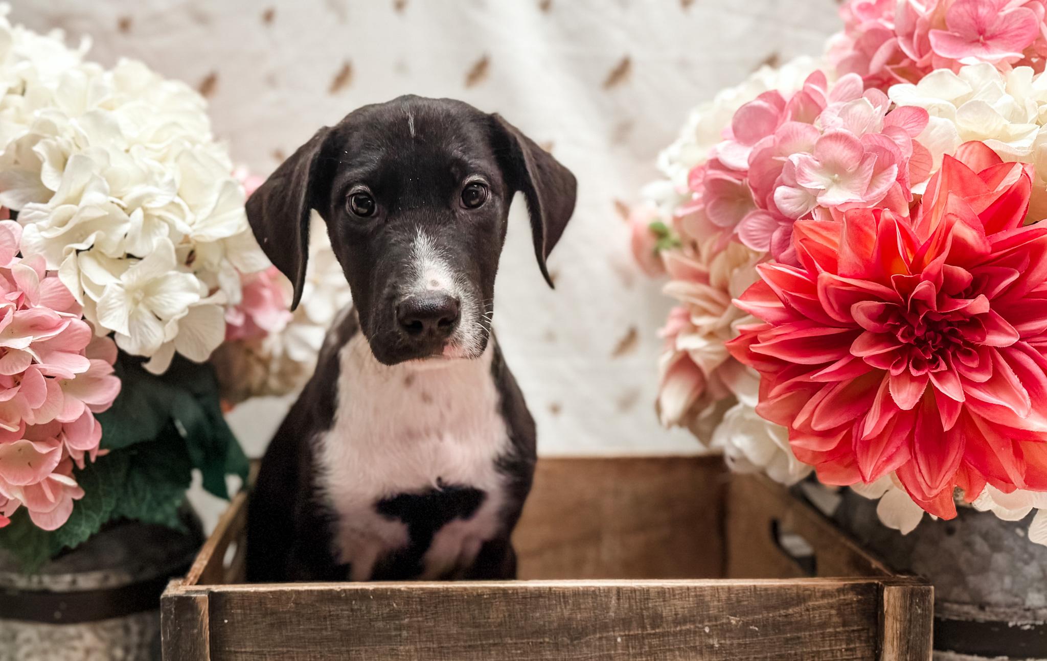 Enlarge Miss Spot, a Adoptable mixed breed in Newberg, OR image 5/5