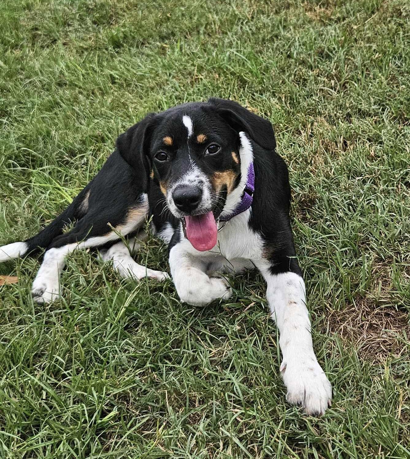 Haven- too cute to handle, Adoptable, Puppy Female Border Collie.