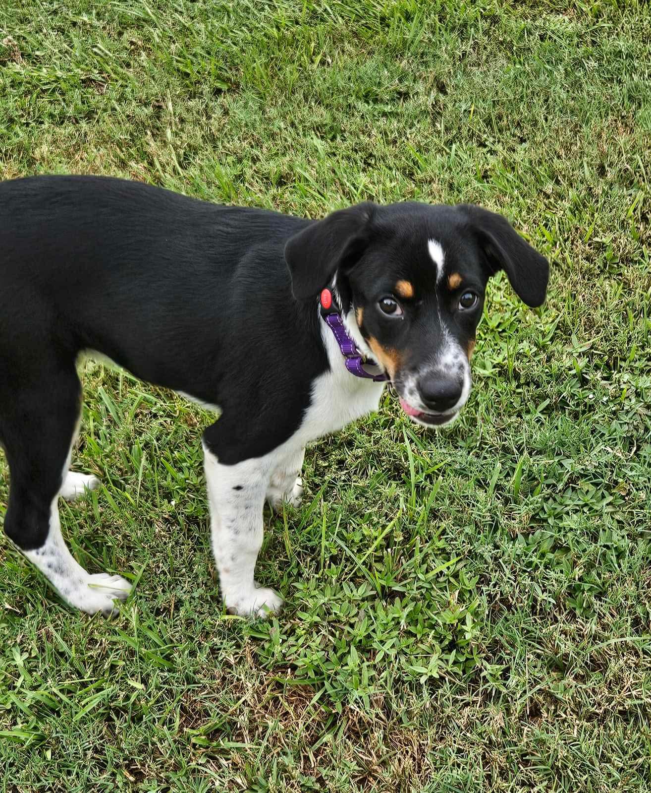 Enlarge Haven- too cute to handle, a Adoptable Border Collie in Oakhurst, NJ image 2/3