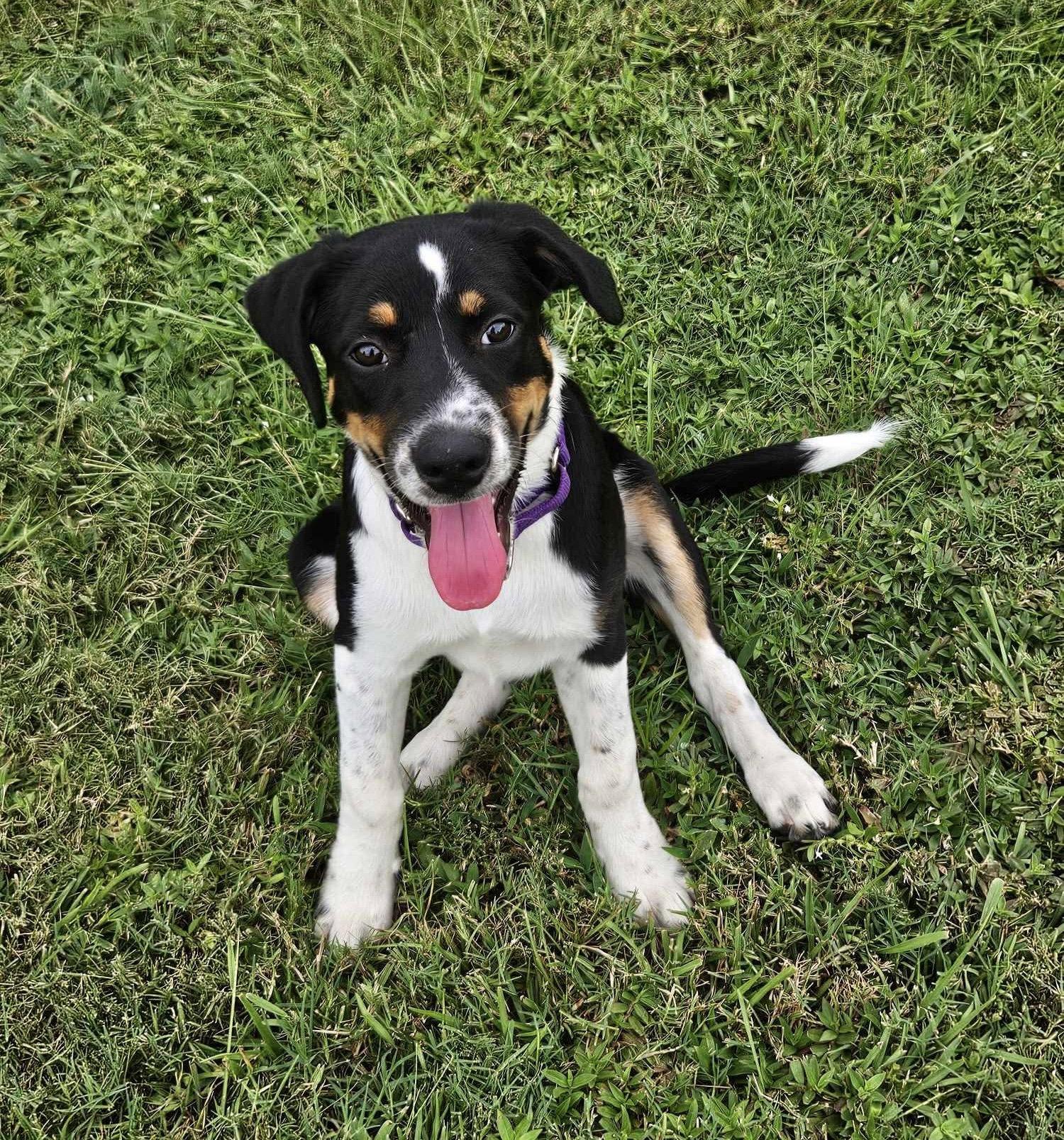 Enlarge Haven- too cute to handle, a Adoptable Border Collie in Oakhurst, NJ image 3/3
