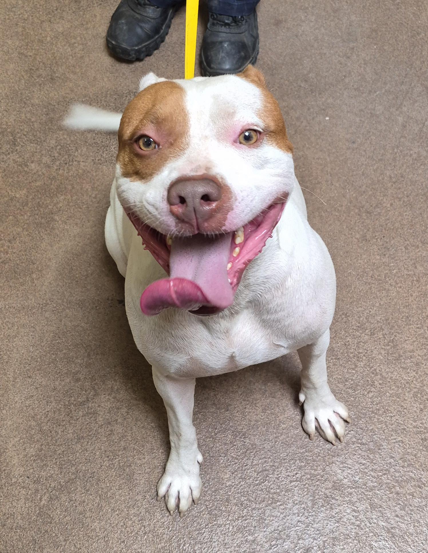 Khan, Adoptable, Adult Male Pit Bull Terrier.
