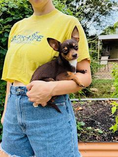 Enlarge Zippy {COMING SOON}, a Adoptable Chihuahua in Nashville, TN image 1/3