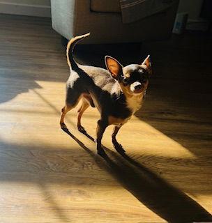 Enlarge Zippy {COMING SOON}, a Adoptable Chihuahua in Nashville, TN image 2/3