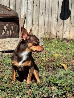 Enlarge Zippy {COMING SOON}, a Adoptable Chihuahua in Nashville, TN image 3/3