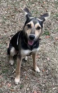 Enlarge Cha Cha, a ADOPTABLE mixed breed in Longwood, FL image 4/4