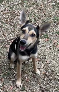 Enlarge Cha Cha, a ADOPTABLE mixed breed in Longwood, FL image 3/4