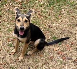 Enlarge Cha Cha, a ADOPTABLE mixed breed in Longwood, FL image 2/4
