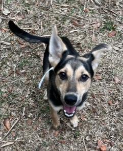 Enlarge Cha Cha, a ADOPTABLE mixed breed in Longwood, FL image 1/4