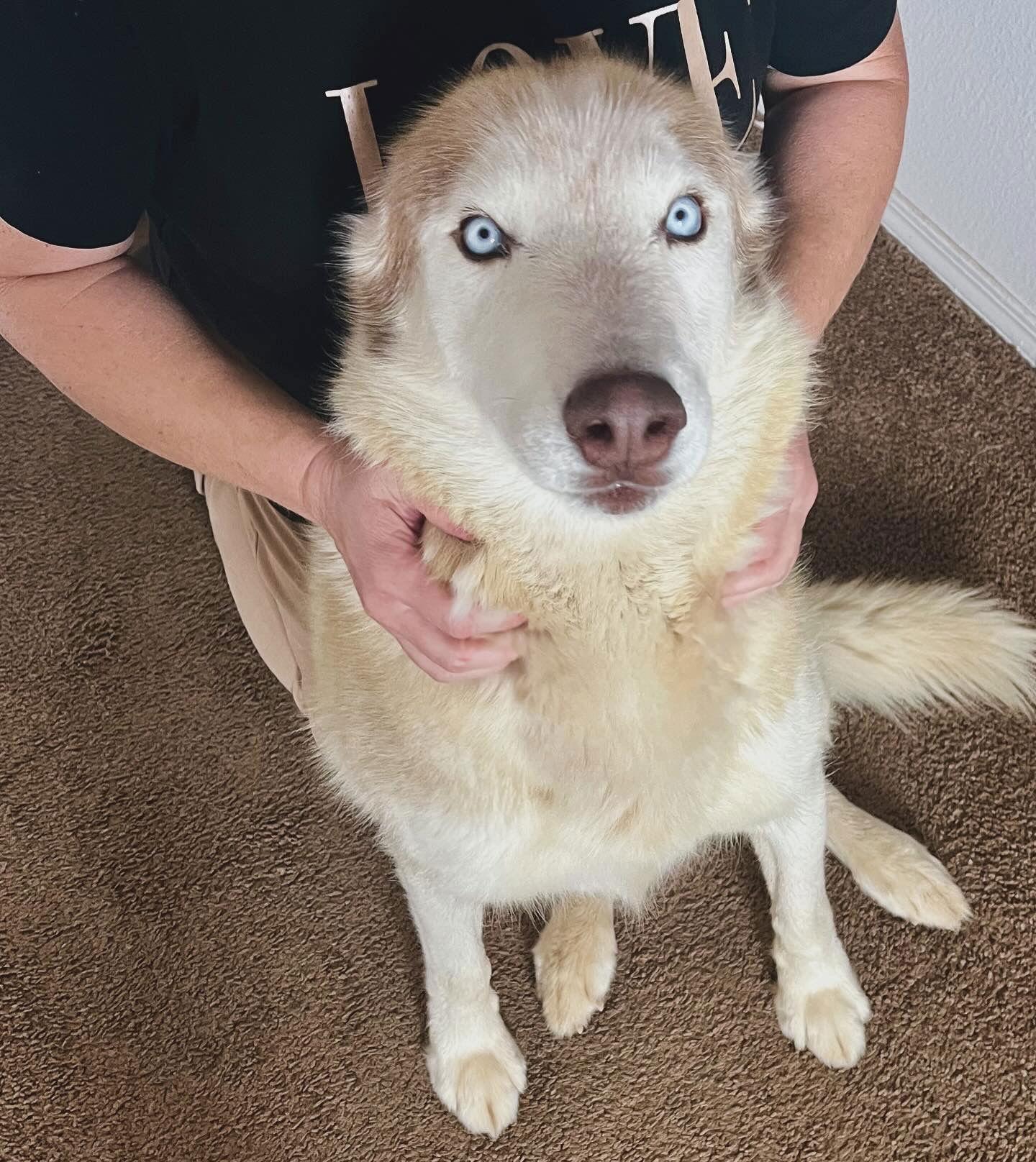 Roscoe, a Adoptable Siberian Husky in Cedar Crest, NM image 1/3