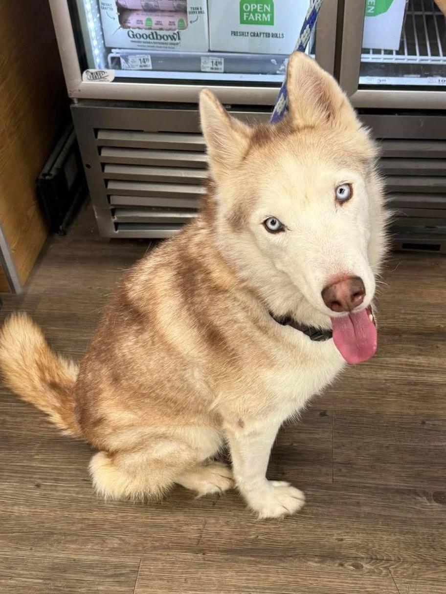 Roscoe, a Adoptable Siberian Husky in Cedar Crest, NM image 1/3