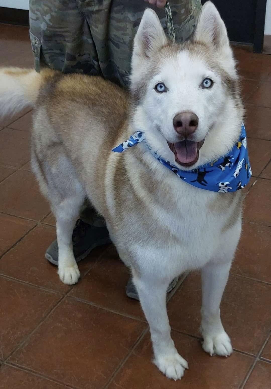 Roscoe, a Adoptable Siberian Husky in Cedar Crest, NM image 2/3