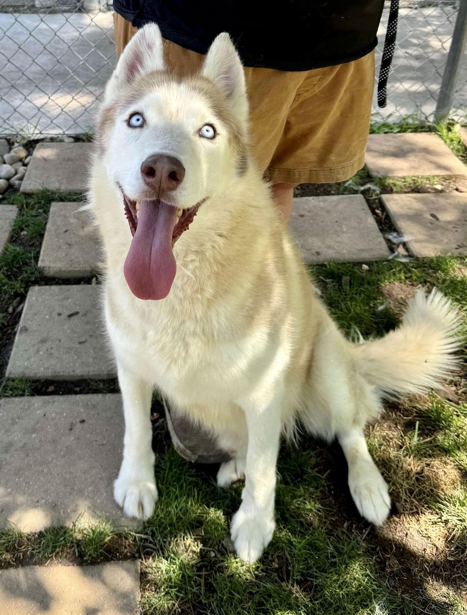 Roscoe, a Adoptable Siberian Husky in Cedar Crest, NM image 3/3