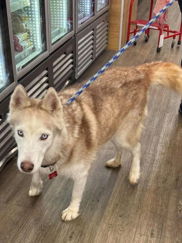 Roscoe, a Adoptable Siberian Husky in Cedar Crest, NM image 3/3