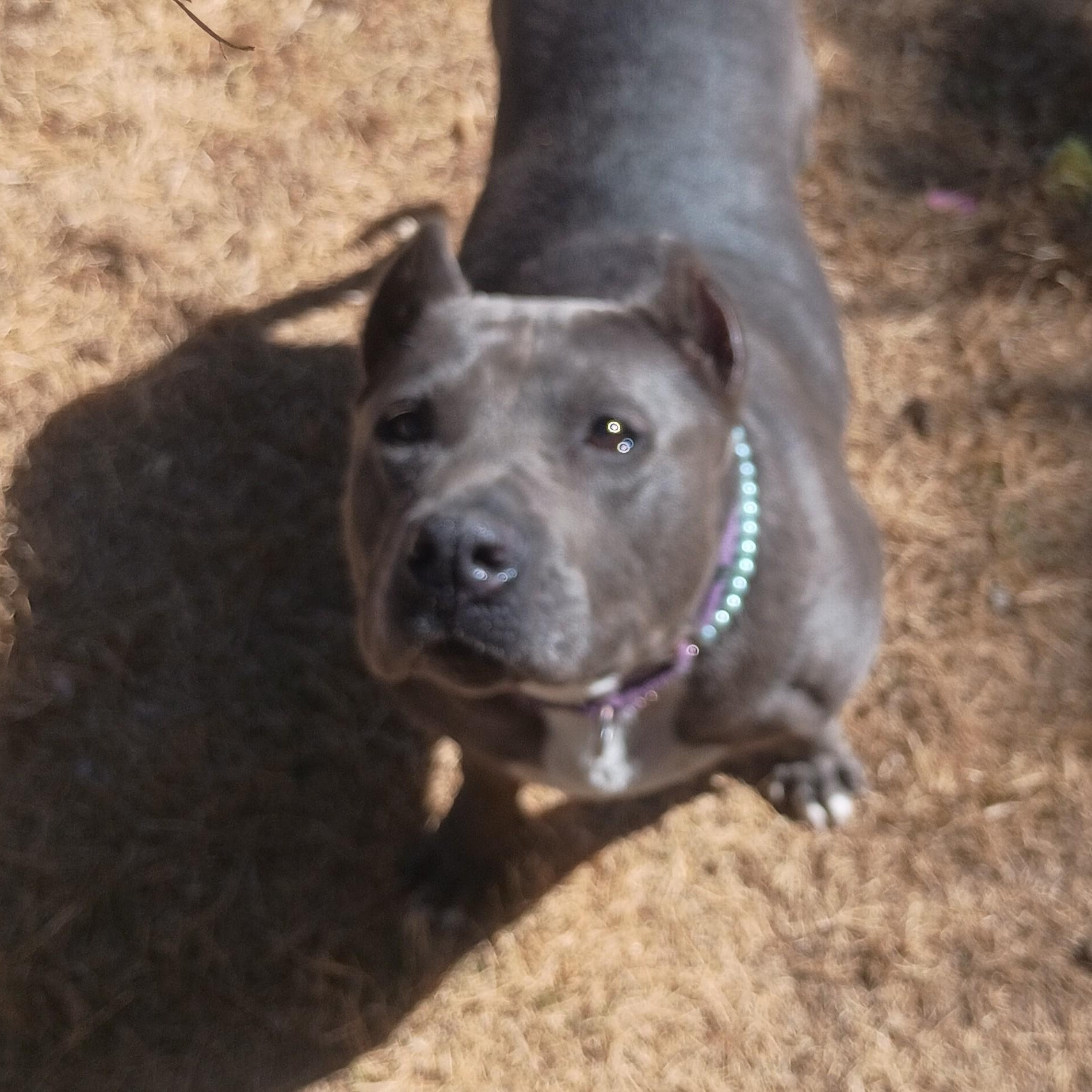 Mabel, ADOPTABLE, Adult Female American Staffordshire Terrier.