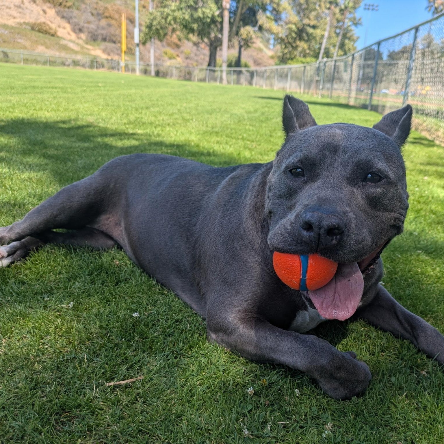 Mabel, a ADOPTABLE American Staffordshire Terrier in Vista, CA image 2/6