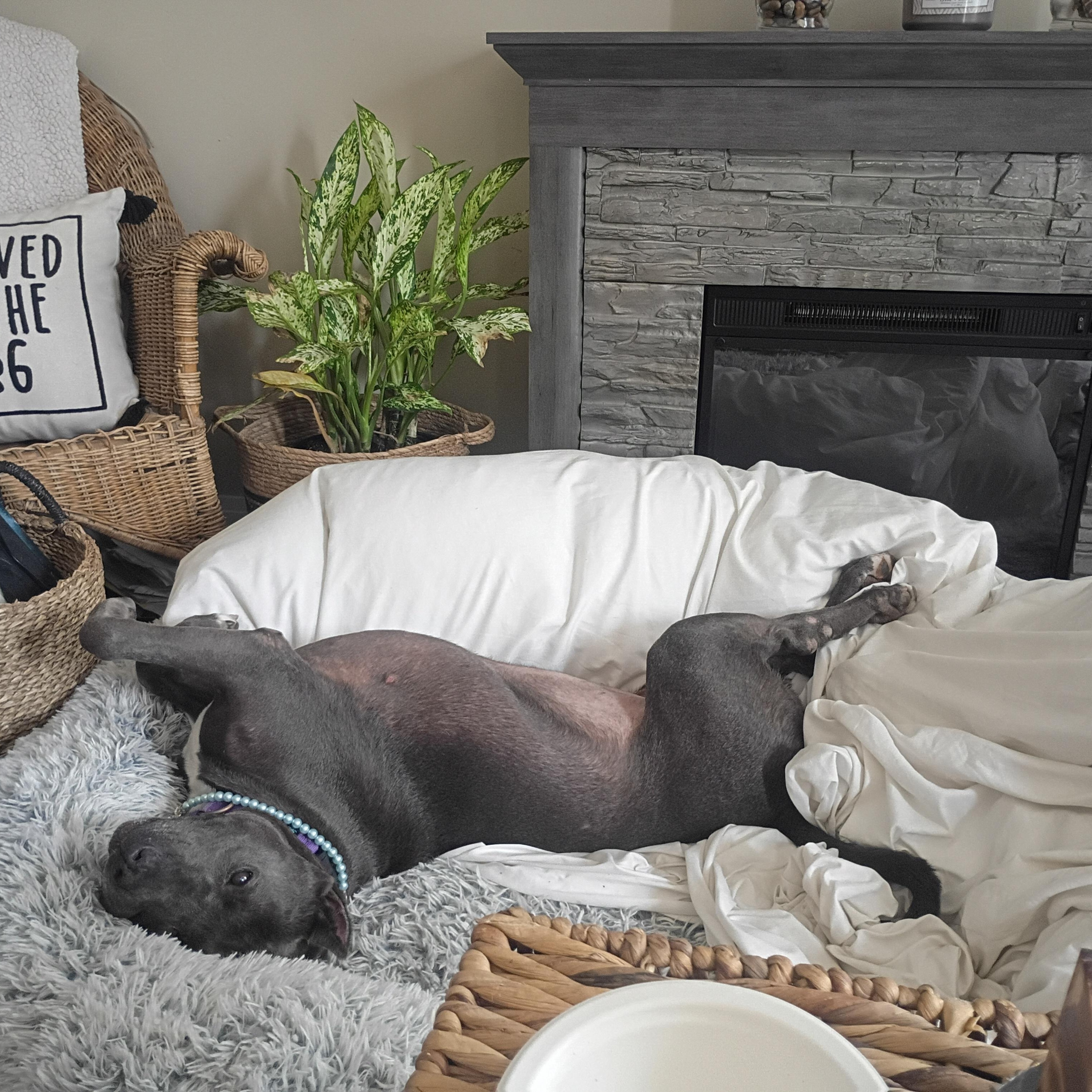 Mabel, a ADOPTABLE American Staffordshire Terrier in Vista, CA image 3/6