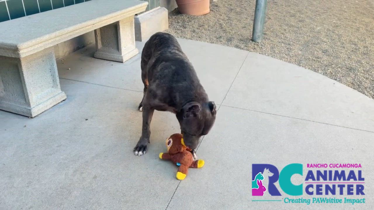 Enlarge Mabel, a ADOPTABLE American Staffordshire Terrier in Vista, CA video 5/6