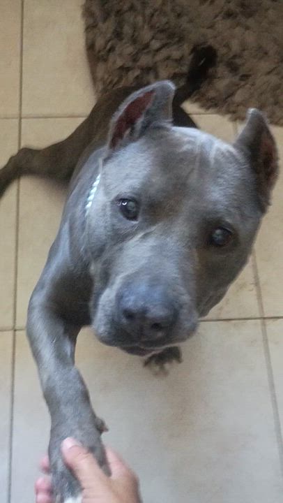 Enlarge Mabel, a ADOPTABLE American Staffordshire Terrier in Vista, CA video 4/6