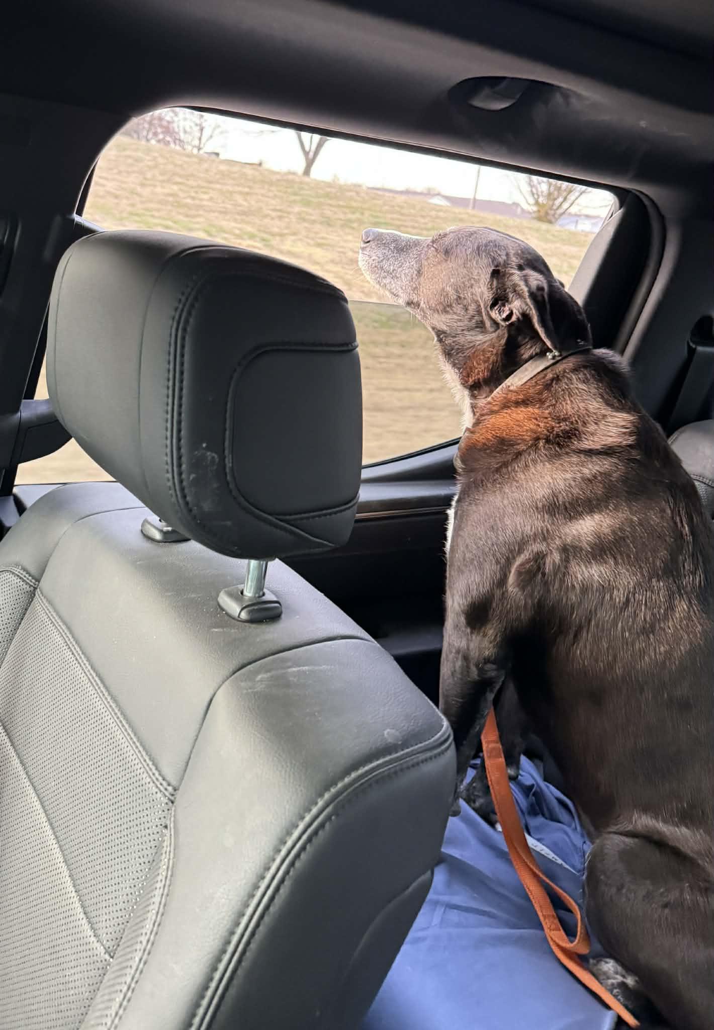 Enlarge Isabella, a Adoptable mixed breed in South Windsor, CT image 2/6