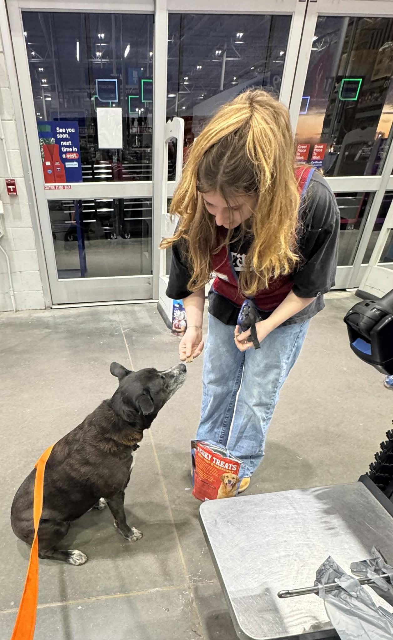 Enlarge Isabella, a Adoptable mixed breed in South Windsor, CT image 5/6