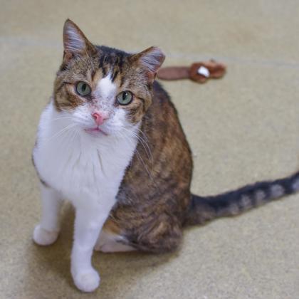 Juel, a Adoptable Domestic Short Hair in Ringoes, NJ image 1/3