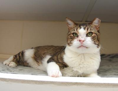 Enlarge Juel, a Adoptable Domestic Short Hair in Ringoes, NJ image 2/3