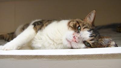 Enlarge Juel, a Adoptable Domestic Short Hair in Ringoes, NJ image 2/3