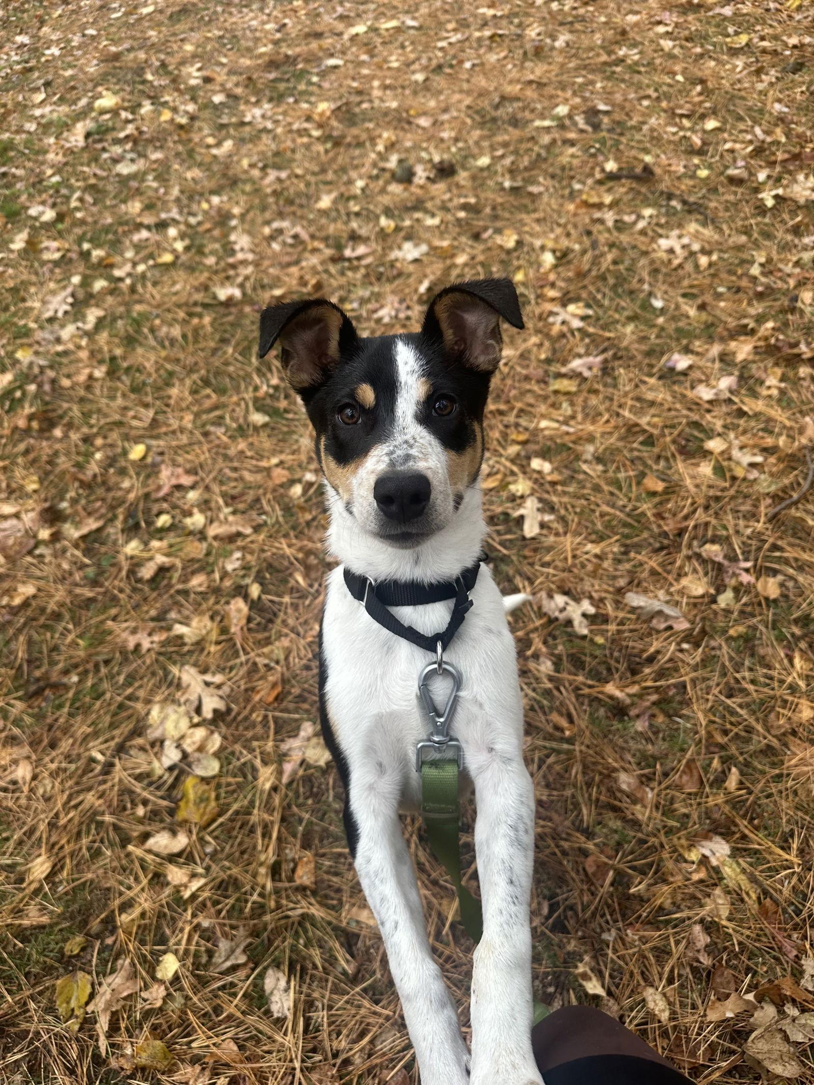 Enlarge Ronny-pending, a Adopted Hound in Brick, NJ image 1/6