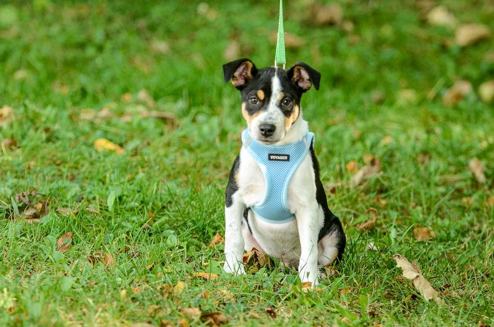 Ronny-pending, Adoptable, Puppy Male Hound.