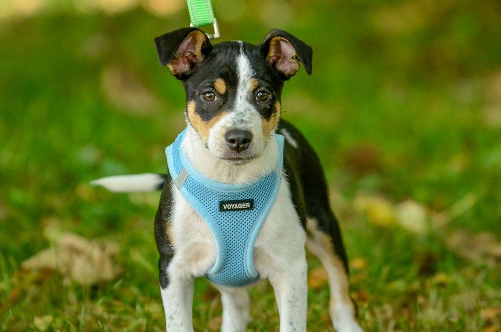 Enlarge Ronny-pending, a Adopted Hound in Brick, NJ image 3/6