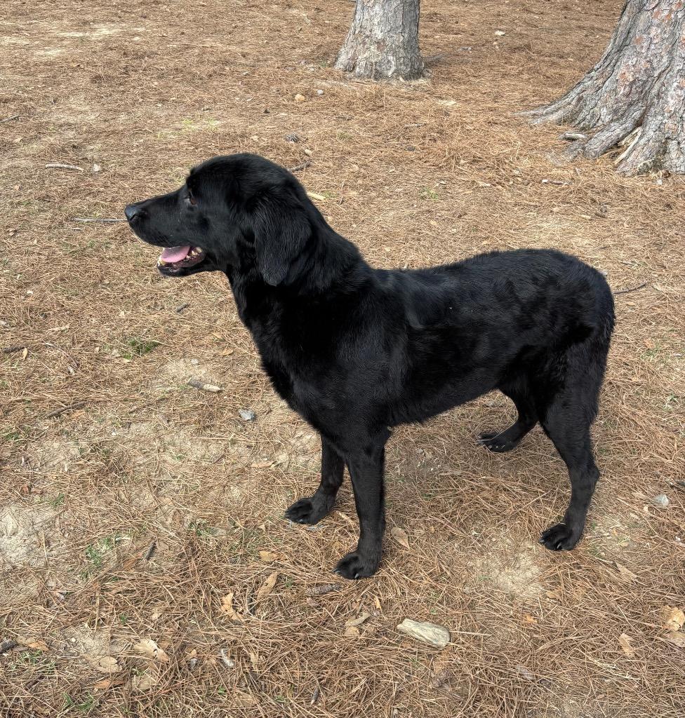 Rainey, Adoptable, Adult Female Flat-Coated Retriever.