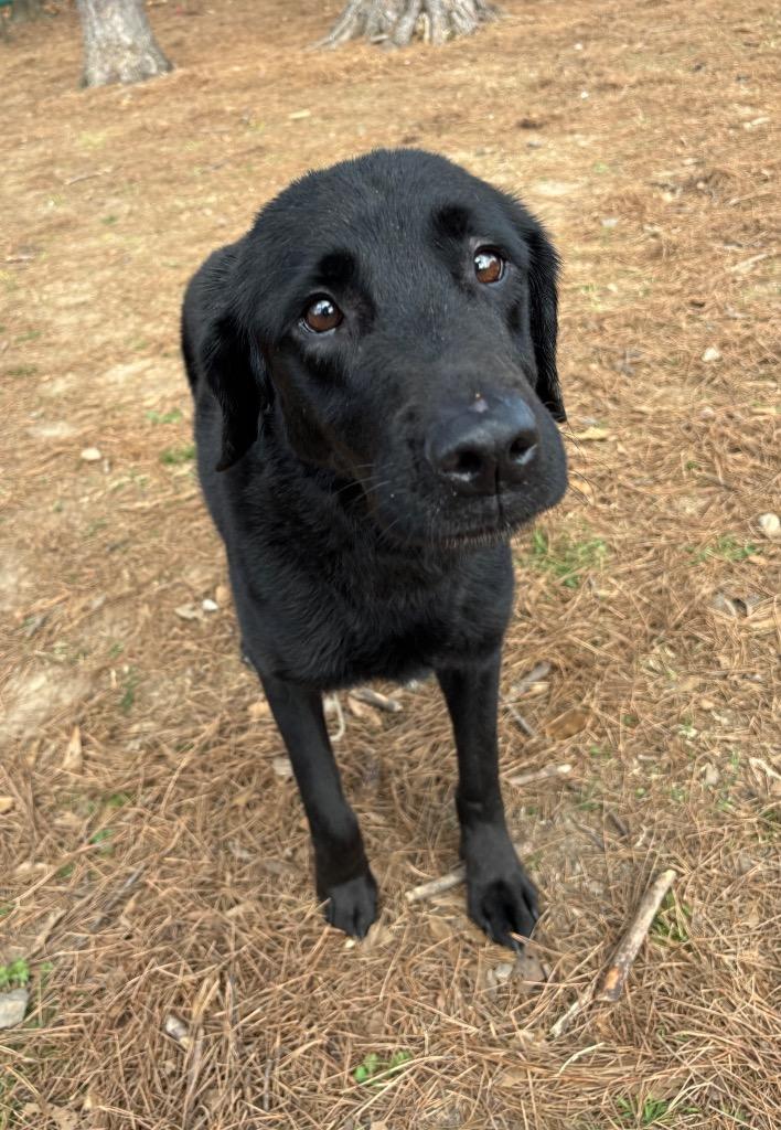 Enlarge Rainey, a Adoptable mixed breed in Little Rock, AR image 2/2