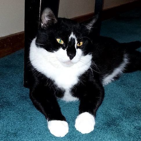 Edison, an adoptable Domestic Short Hair in Salisbury, MA, 01952 | Photo Image 3