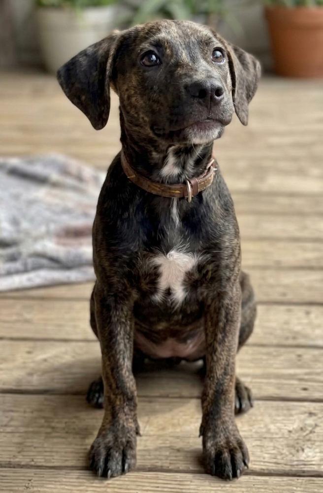 Enlarge Addie, a Adoptable mixed breed in Crown Point, IN image 2/3