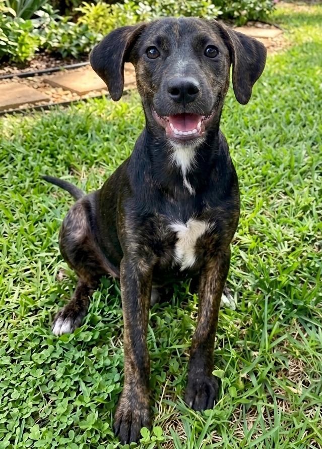 Enlarge Addie, a Adoptable mixed breed in Crown Point, IN image 3/3
